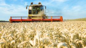 ИКАР снизил оценку по урожаю российской пшеницы в 2024 году